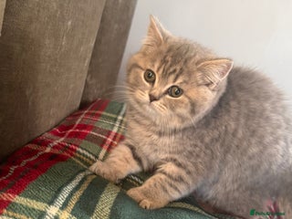 British Shorthair cats Bsh Cute Teddy Bears - Advert 7