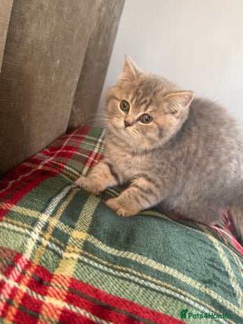 British Shorthair cats Bsh Cute Teddy Bears - Advert 4