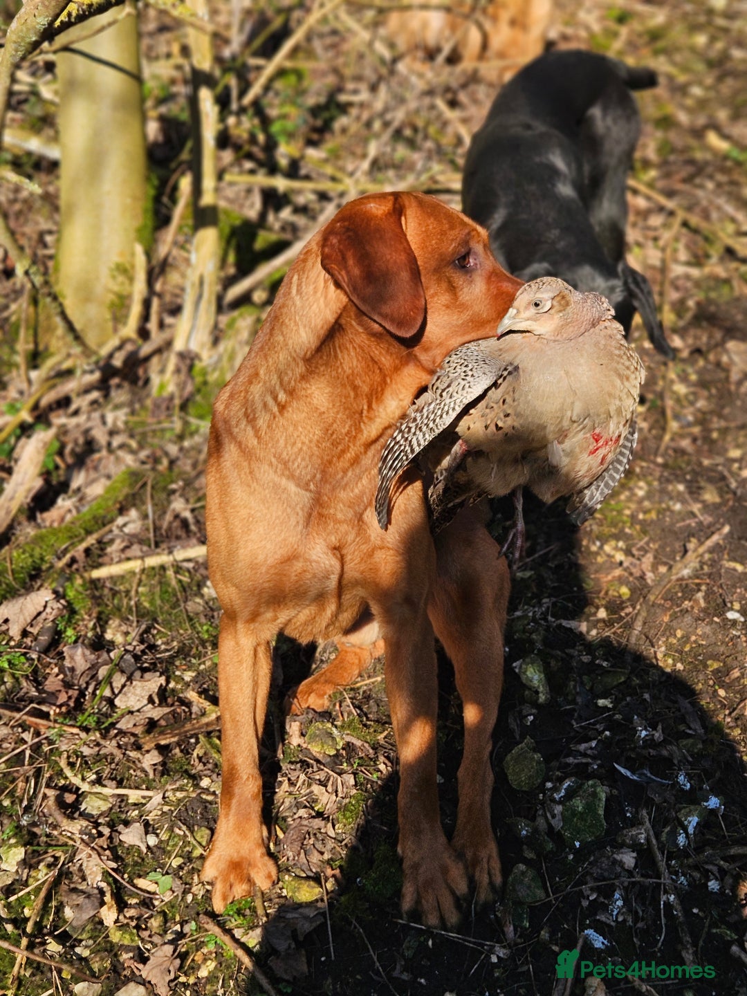 Labrador Retriever dogs for sale: Stunning litter of working line fox red labradors  - Advert 4