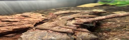 Monitor reptiles for sale: Baby Ackie Monitors - Advert 11