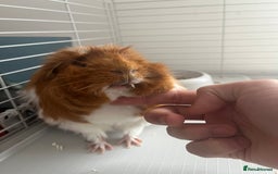 Guinea Pig rodents for sale: 2 male Guinea pigs Grinch(dark & Max(brown) - Image 4