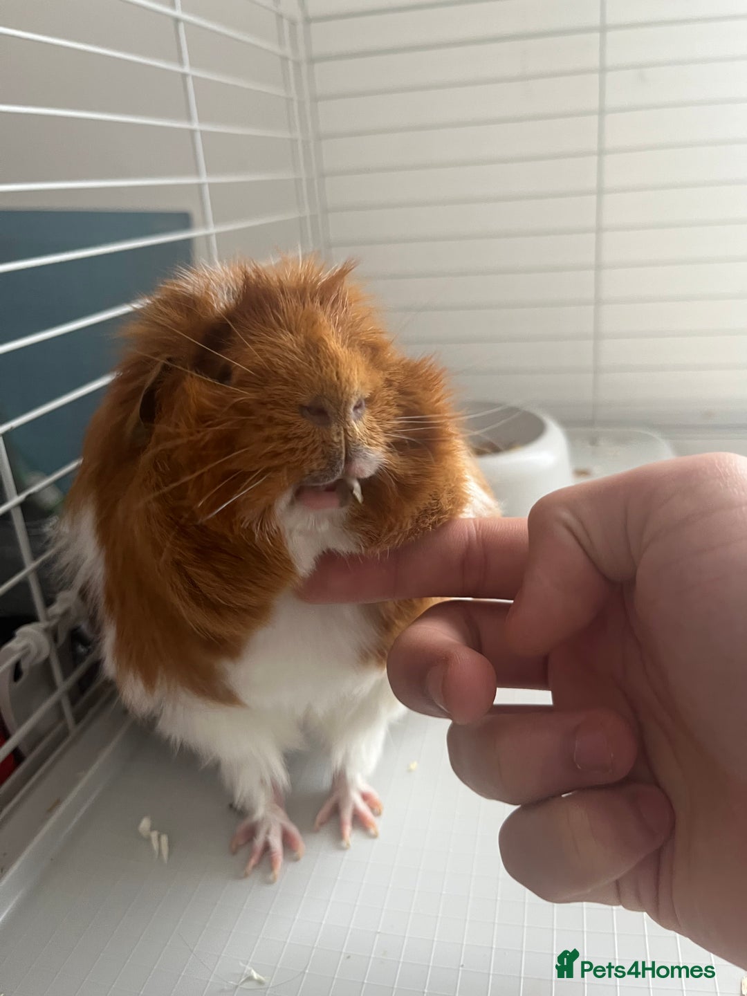 Guinea Pig rodents for sale: 2 male Guinea pigs Grinch(dark & Max(brown) - Image 4