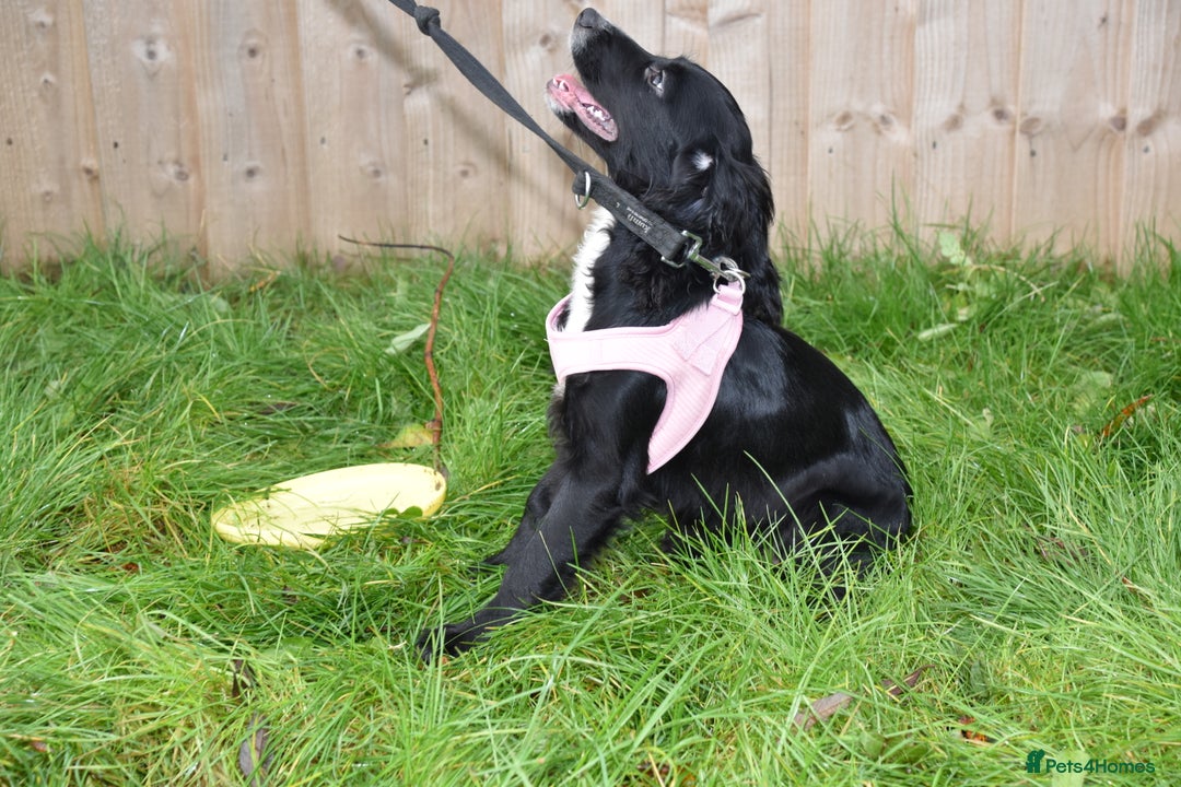 Cocker Spaniel dogs for sale: Kc ReG Cocker Spaniel Female - Advert 4