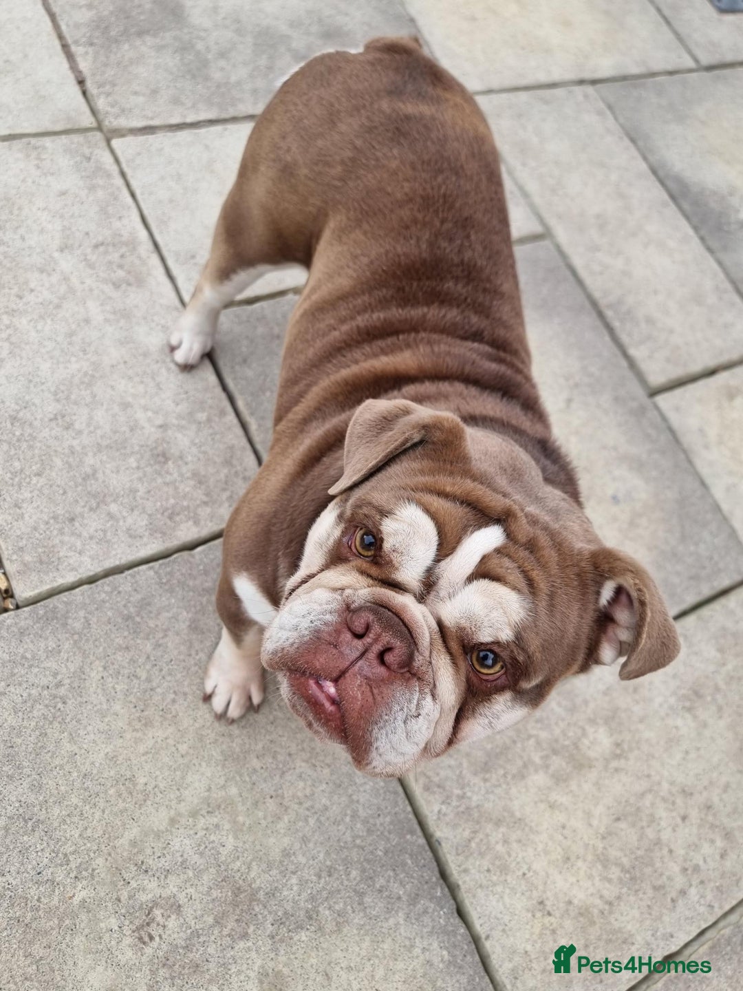 English Bulldog dogs for sale: 3 Year old Beautiful Chocolate and Tan Female - Image 8