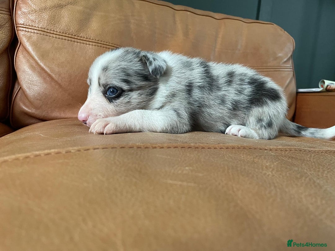 Border Collie dogs for sale: Border Collie Pups Merle, Tri-colour & Blk/wht - Image 20