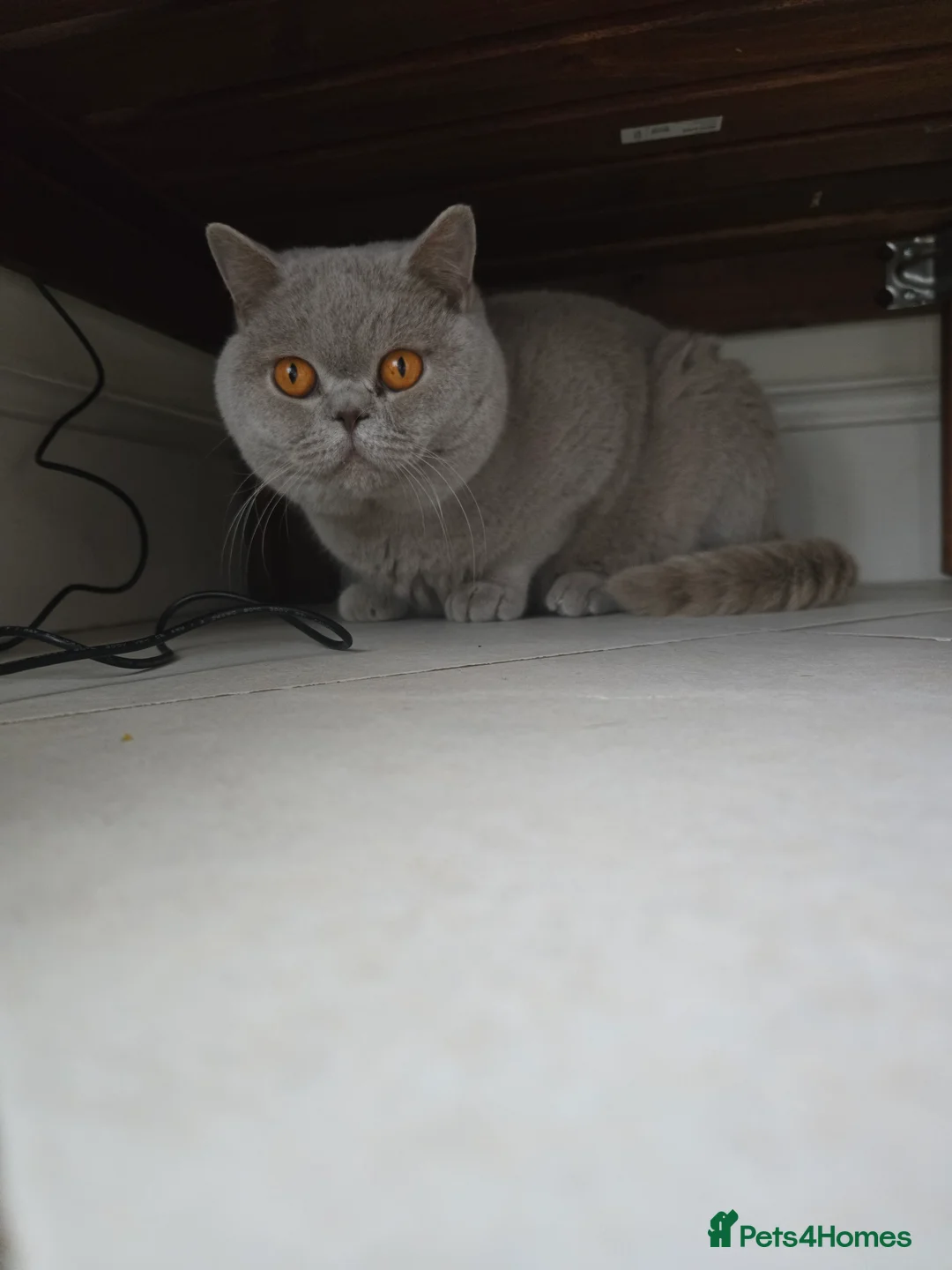 British Shorthair cats for sale: Beautiful Chonky Lilac British Shorthair  - Advert 2
