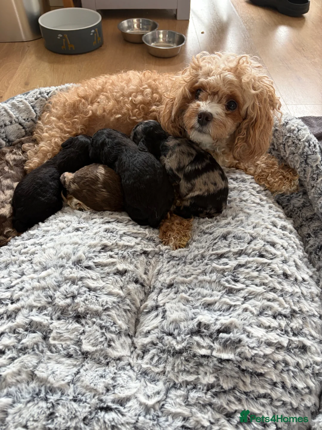 Cavapoo dogs for sale: Cavapoo F1B Blue Merle and Black - Advert 2