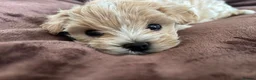 Maltipoo dogs for sale:  **  Korean male champagne and white Maltipoo in Worksop - Advert 5