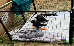 Mixed Breed dogs for sale: Chinese Crested X Cavapoo Puppies - Litter of 6 - Image 7