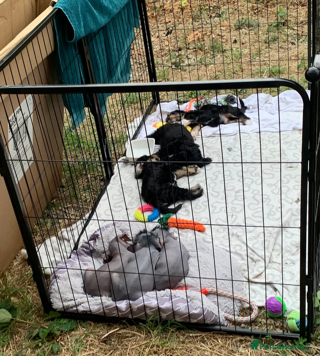 Mixed Breed dogs for sale: Chinese Crested X Cavapoo Puppies - Litter of 6 - Image 7