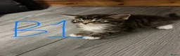 Mixed Breed cats for sale: ⭐ 5 Gorgeous Siberian x Bengal x BSH Kittens ⭐ in Coventry - Advert 7