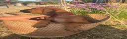 Rhodesian Ridgeback dogs for sale: Meet ‘Wonder’ Stevie Wonder  - Advert 8
