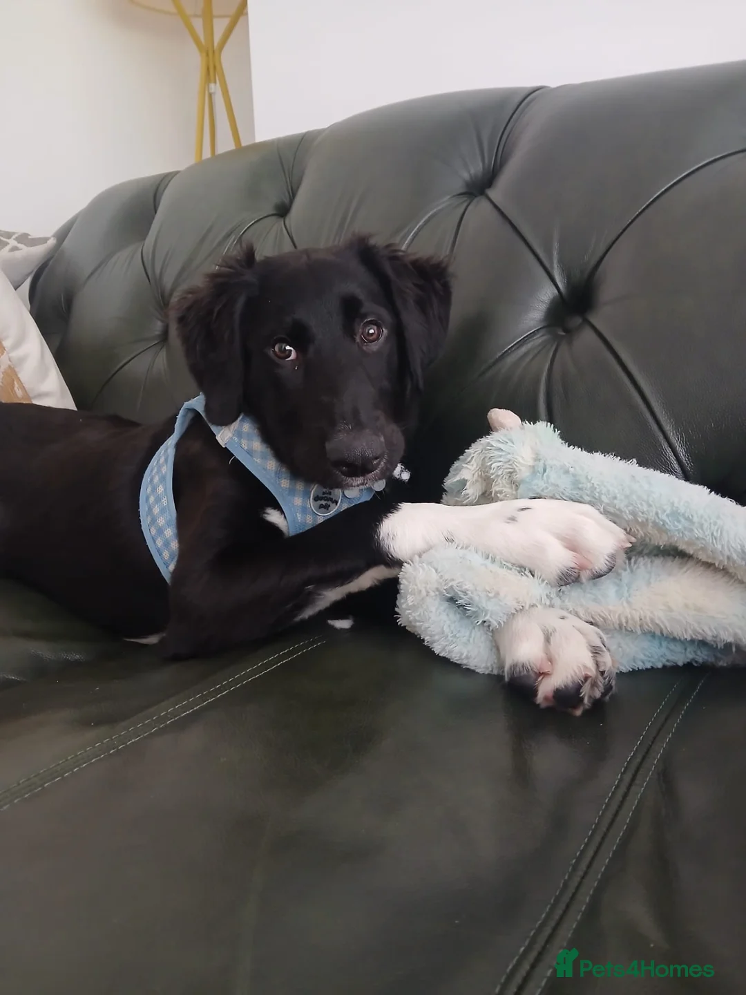 Mixed Breed dogs for sale: 6 Month Old Shollie in Liverpool - Advert 5