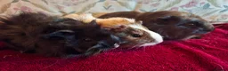 Guinea Pig rodents for sale: Beautiful Baby Guinea-pigs ready Now  - Advert 6