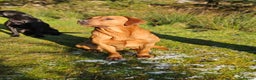 Labrador Retriever dogs for stud: AT STUD Fox Red Labrador | 0/0 Hips in Kirriemuir - Advert 14