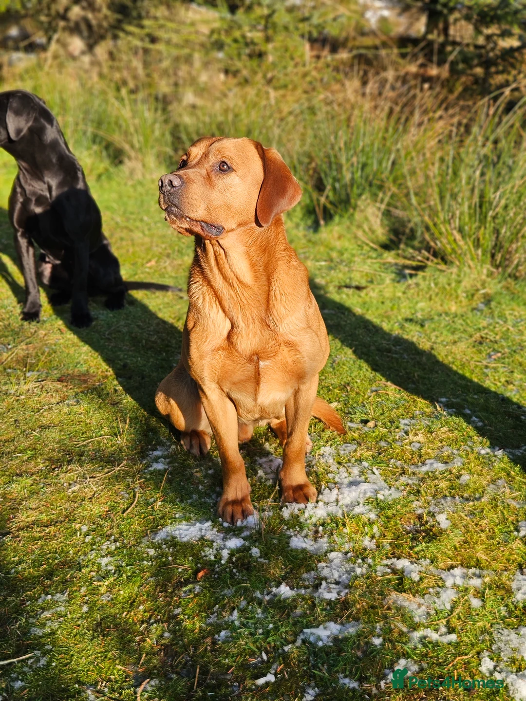 Labrador Retriever dogs for stud: AT STUD Fox Red Labrador | 0/0 Hips in Kirriemuir - Advert 14