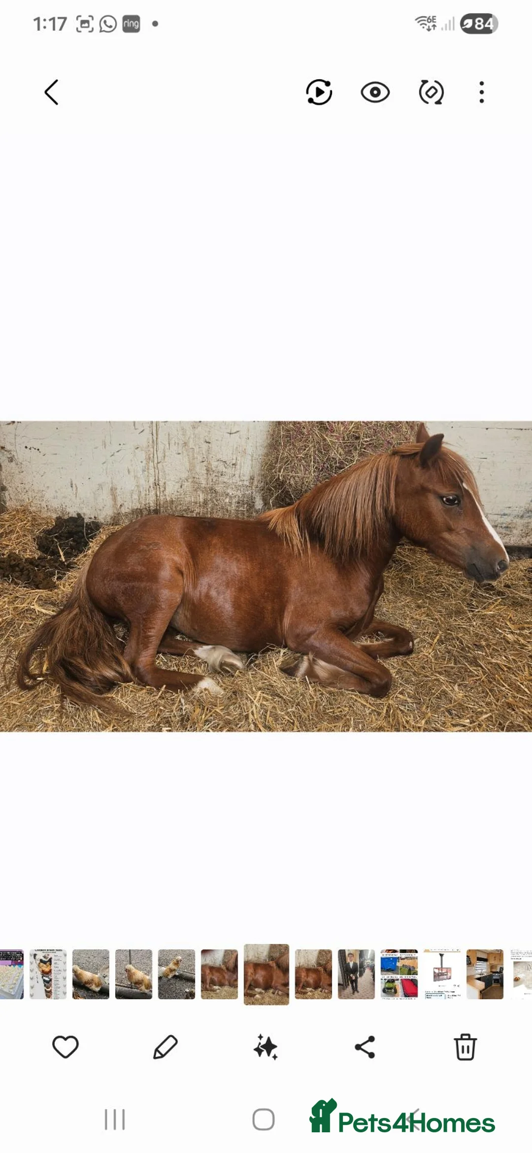 Welsh Section A horses for sale: Female Welsh section a pony - Advert 2