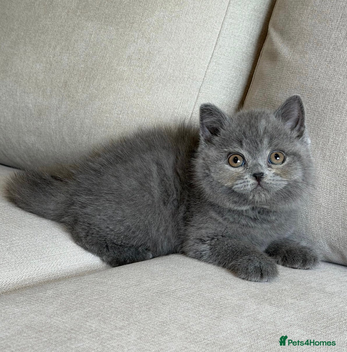 British Shorthair cats for sale: ✨ GCCF BEAUTIFUL KITTENS ✨ - Advert 17
