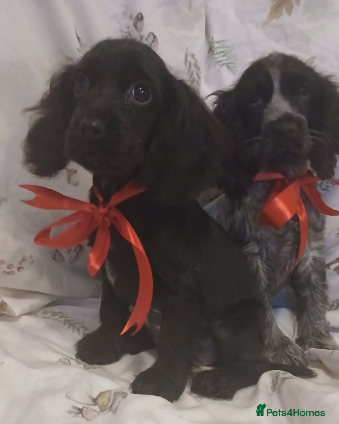 Cocker Spaniel dogs for sale: cocker spaniels - Advert 6