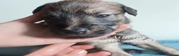Lurcher dogs for sale: 9 beautiful Bedlington X Whippet puppies  - Advert 6