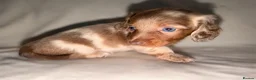 Miniature Dachshund dogs for sale: 3 available long haired miniature dachshund  - Advert 30