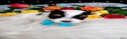 Biewer Terrier dogs for sale: 2 amaizing boys Amorek&Armani - Advert 8