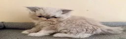 Persian cats for sale: GCCF registered Persian kitten 💙 - Advert 12
