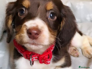 Sprocker dogs Ready now!!! Stunning sprocker puppies - Advert 5