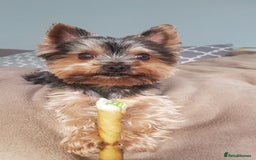 Yorkshire Terrier dogs for stud: Stud available- Miniature Yorkshire Terrier - Image 7