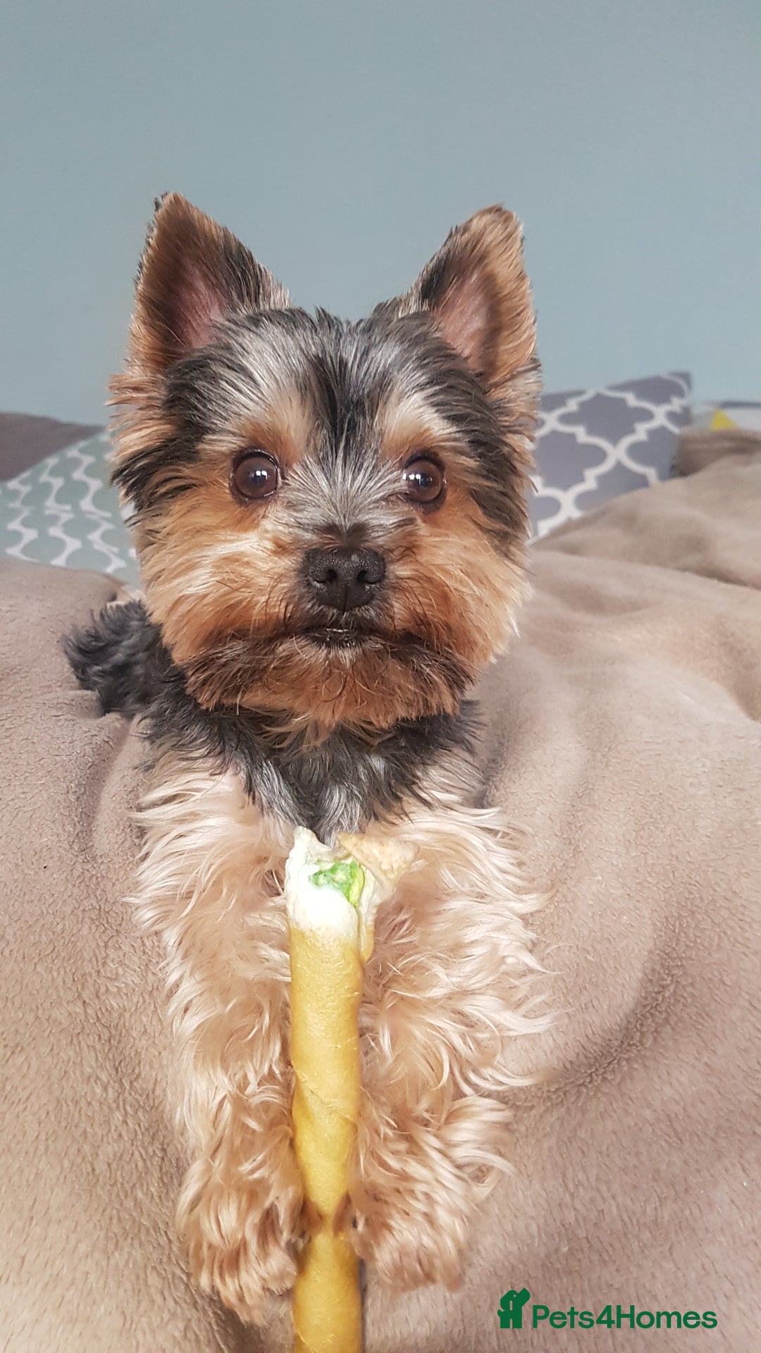 Yorkshire Terrier dogs for stud: Stud available- Miniature Yorkshire Terrier - Image 7