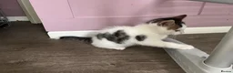 Mixed Breed cats for sale: 2x male white kittens  in Okehampton - Advert 3