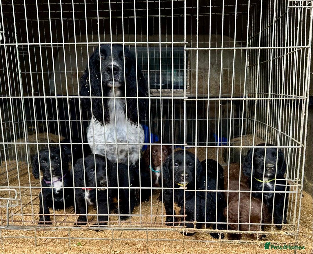 Mixed Breed dogs for sale: Gorgeous litter of 8 x F1 Sprocker Spaniels - Image 11