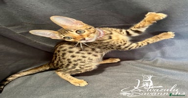 Savannah cats - Advert 7