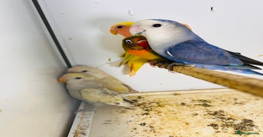 Lovebirds birds - Advert 1