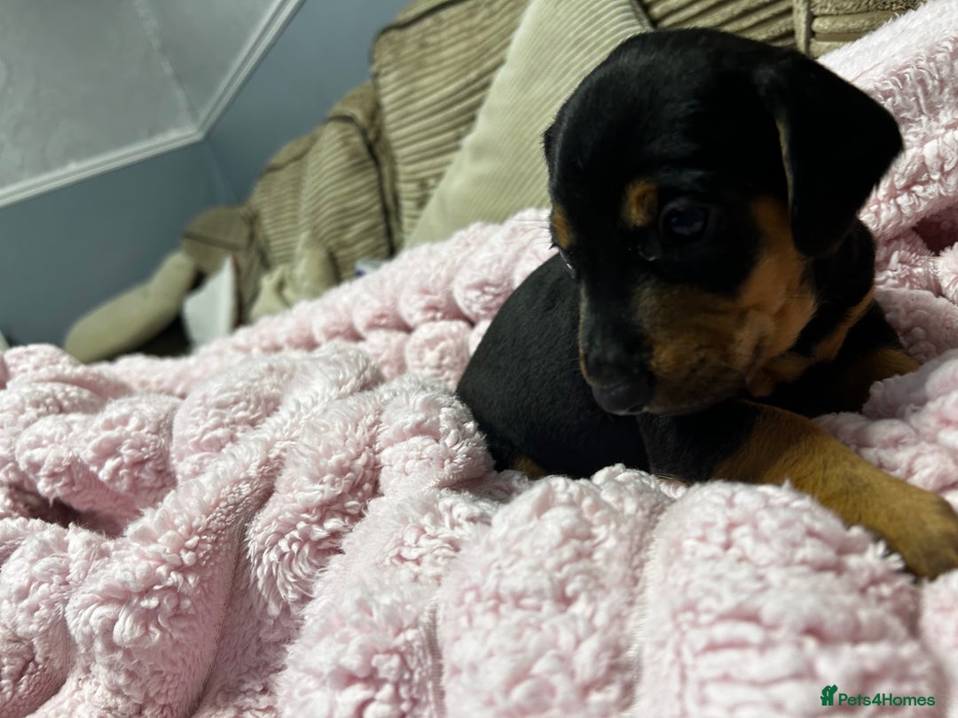 Mixed Breed dogs for sale: Beautiful Doxies - Image 3