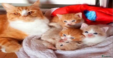 Maine Coon cats - Advert 10