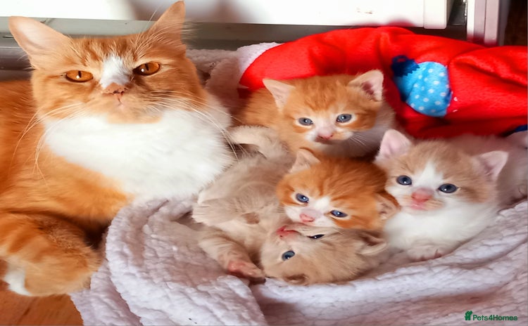 Maine Coon cats - Advert 11