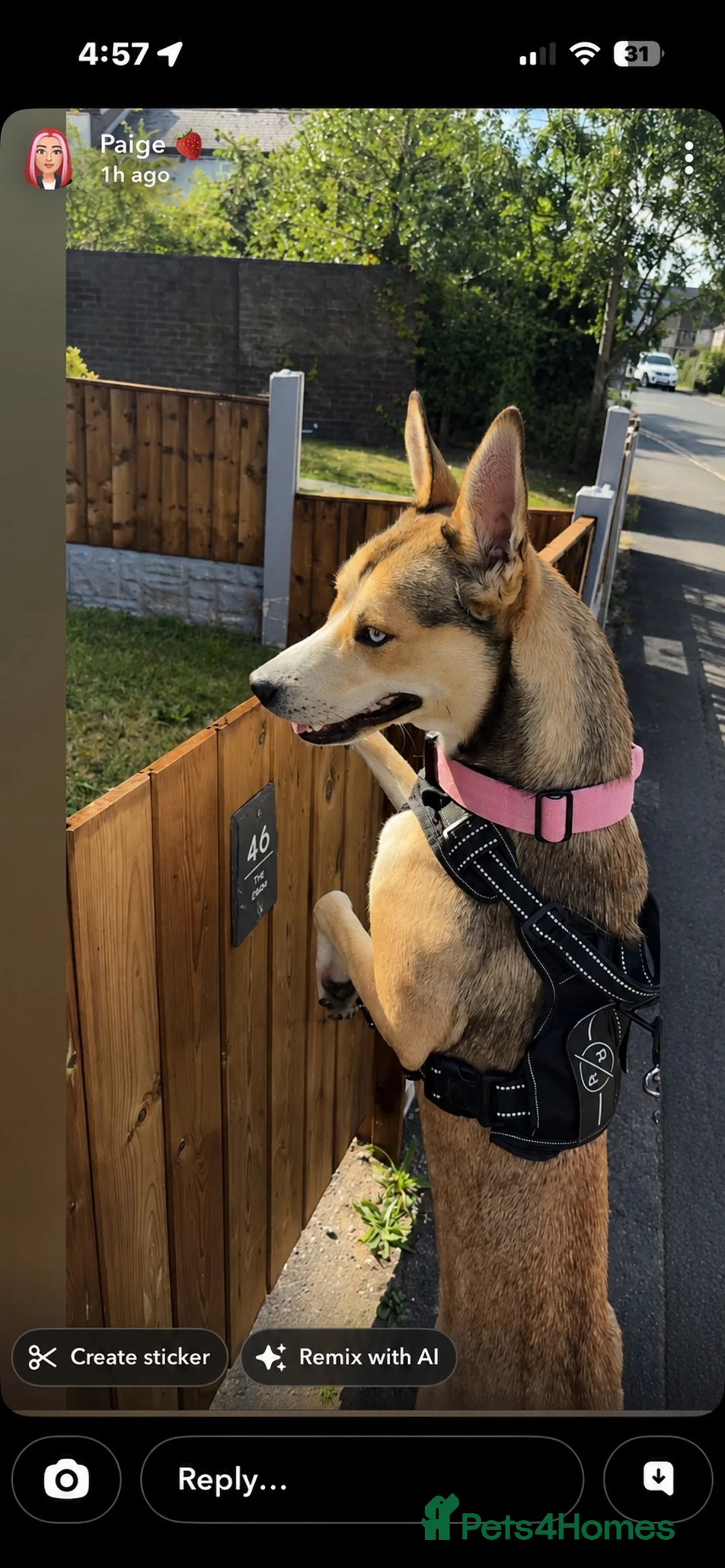 Mixed Breed dogs for sale: Lola 18 months old  in Runcorn - Advert 2