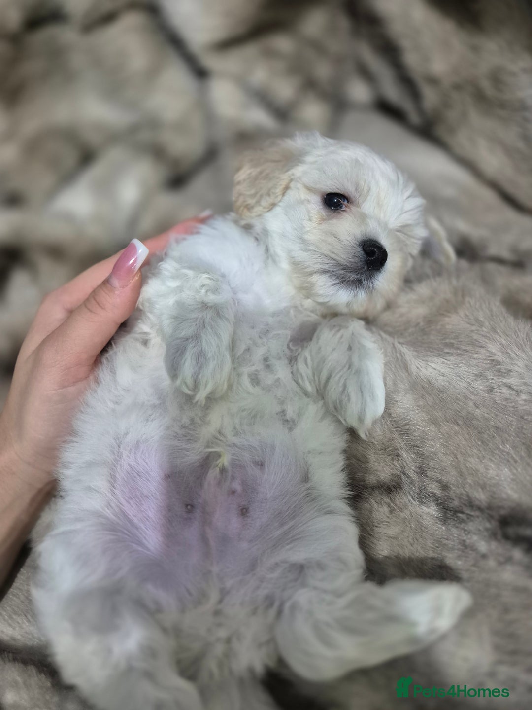 Maltese dogs for sale: K1 Beautiful Maltese puppies  - Advert 13
