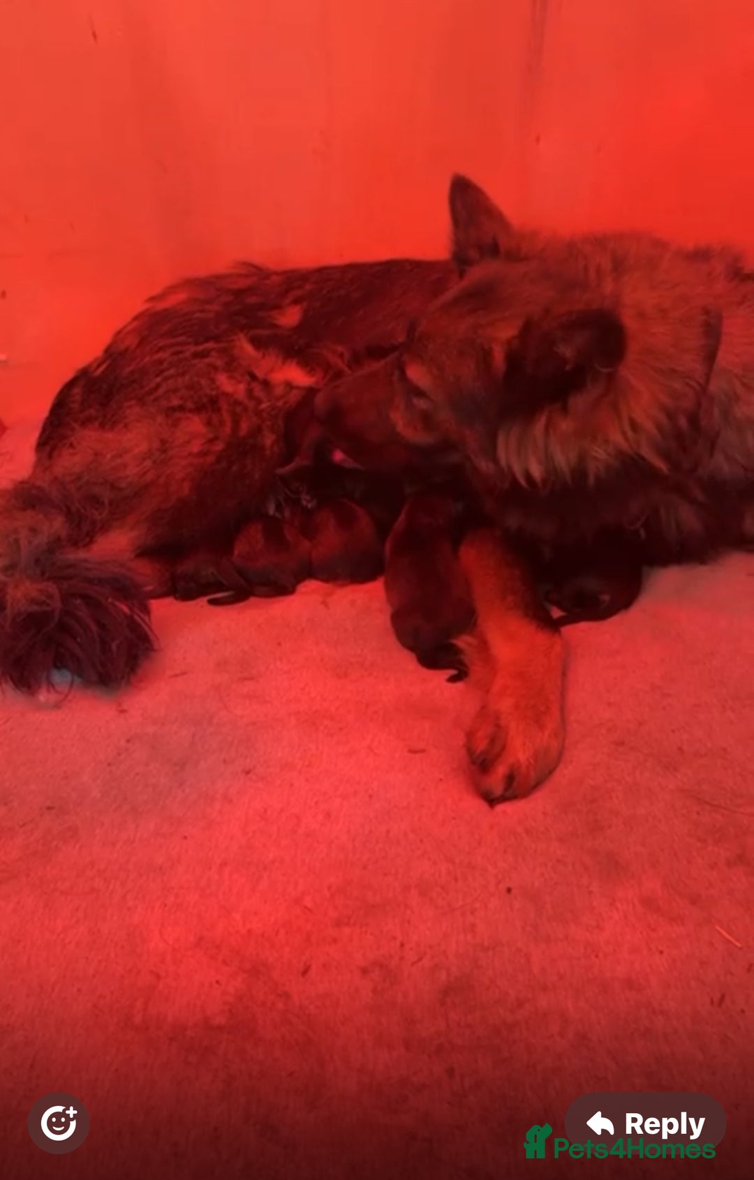 German Shepherd dogs for sale: Germany 🇩🇪 shepherd puppies dogs 🐕 big boned - Image 4
