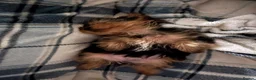 Yorkshire Terrier dogs for sale: Purebred Mini Yorkshire Terrier Boy - Advert 3