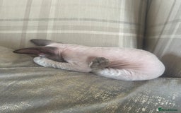 Devon Rex cats for sale: Two Adorable Devon Rex Kittens 💙🩷 - Image 22
