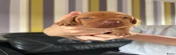 Hungarian Vizsla dogs for sale: Gorgeous kc registered vizsla puppies  in Birmingham - Advert 8
