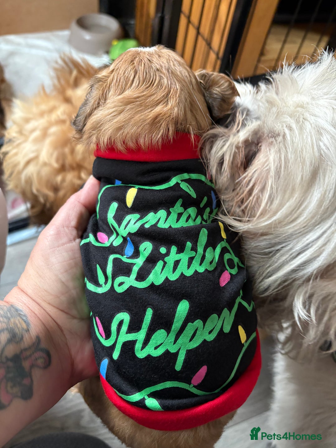 Shih Tzu dogs for sale: Adorable puppies  - Advert 20