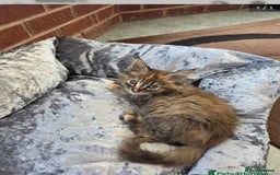 Maine Coon cats for sale: 💗Stunning maincoon kitten willow 💗 - Image 1