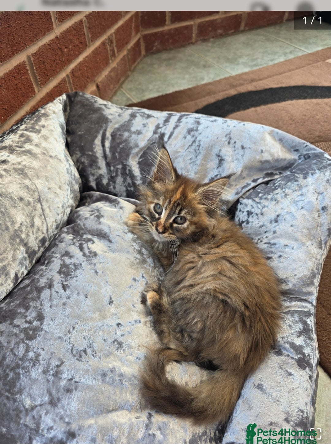 Maine Coon cats for sale: 💗Stunning maincoon kitten willow 💗 - Image 1