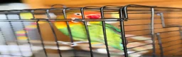 Lovebirds birds for sale: Lovely Lovebird For Sale in Banbury - Advert 12