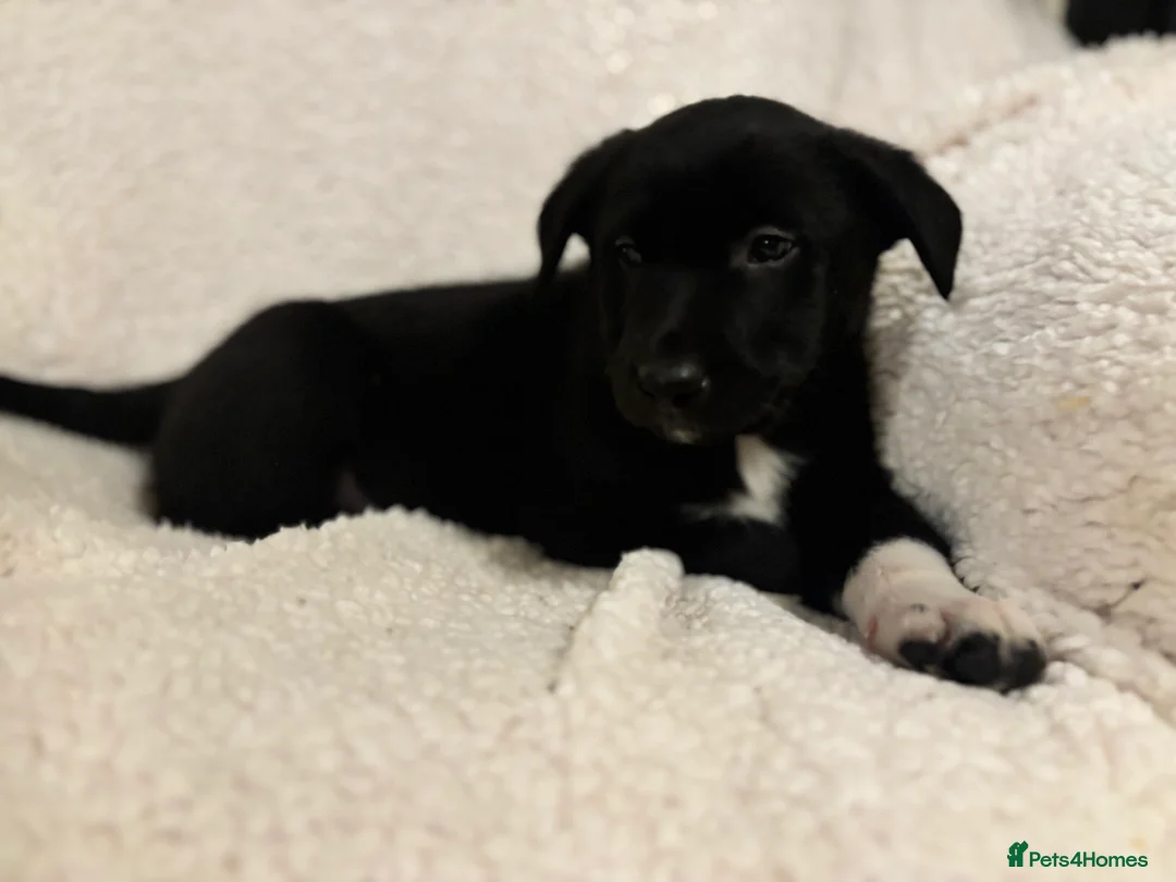 Borador dogs for sale: Beautiful Borador puppies for sale  - Advert 16