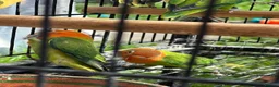 Lovebirds birds for sale: Lovebirds  - Advert 14