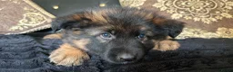 German Shepherd dogs for sale: German shepherd puppies - Advert 20